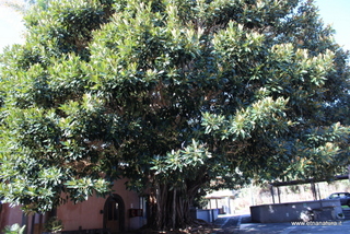 Ficus Palazzo Vigo